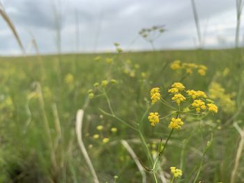 Yellow flowering plants on field