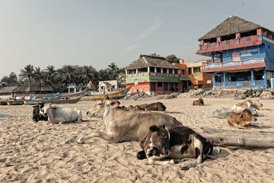 Cattle sitting on sand at beach