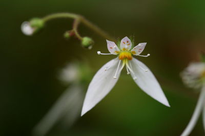 Close-up of white flower blooming outdoors