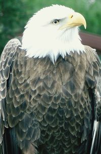 Close-up of white feather