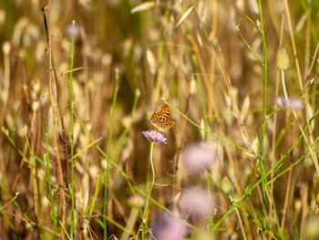 Close-up of butterfly pollinating on flower