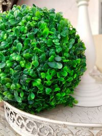 High angle view of potted plant on table