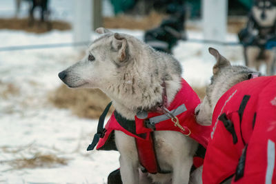 Dog looking away on snow