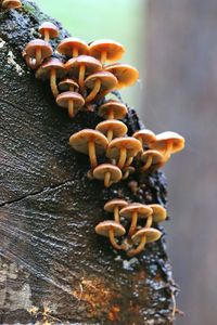 Close-up of mushrooms