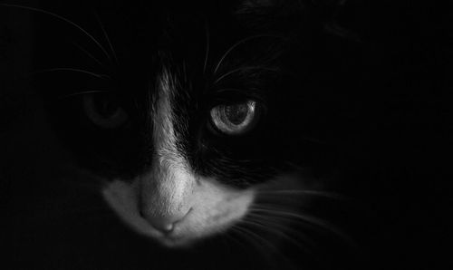 Close-up portrait of dog