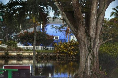 Reflection of trees in water
