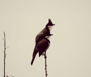 Low angle view of bird perching against clear sky