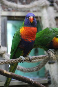 Close-up of parrot perching on branch