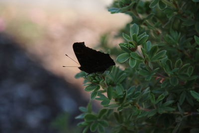 Close-up of butterfly on plant