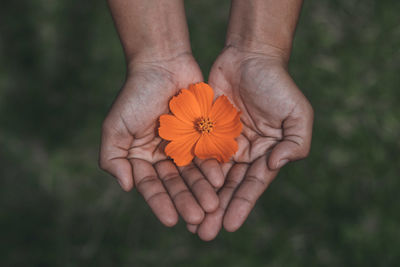 Close-up of hands holding orange flower