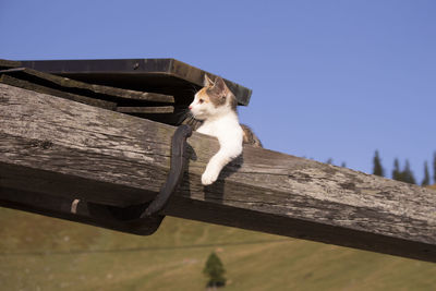 Low angle view of a cat