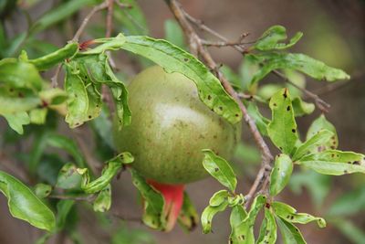 Close-up of plant