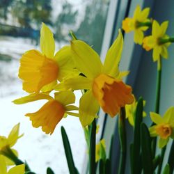 Close-up of yellow daffodil flowers