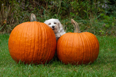 View of pumpkins on grass