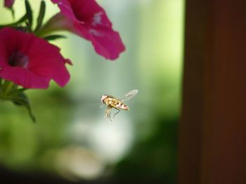 Close-up of bee pollinating on flower