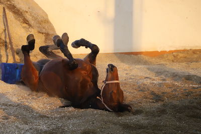 Horses sitting on wall