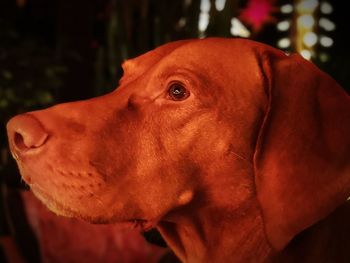 Close-up of dog looking away