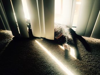 Cat resting on tiled floor