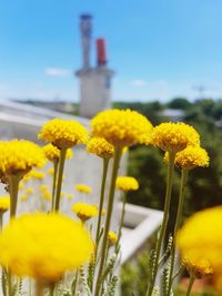 Close-up of yellow flowers