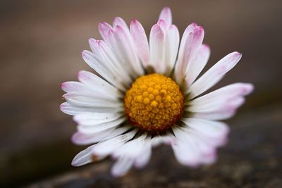 Close-up of pink daisy flower