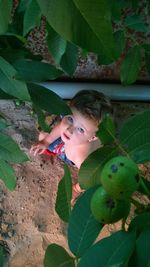 Portrait of boy with fruits on tree