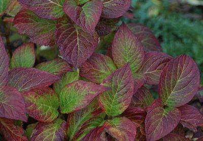 Full frame shot of fresh green leaves