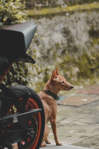 Dog guarding a bike 