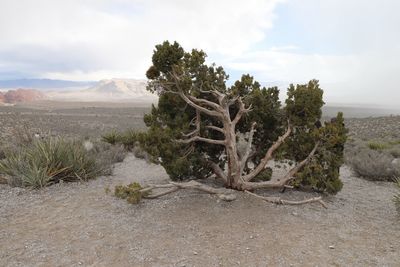 Trees on landscape against sky