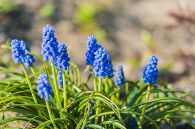 Close-up of purple flowering plants on field