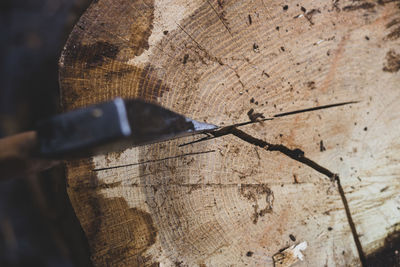 High angle view of tree stump