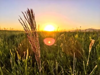 Close-up of wheat growing on field at sunset