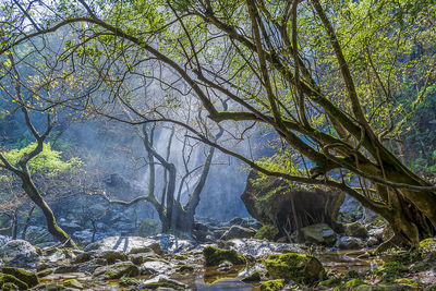 Trees growing in forest