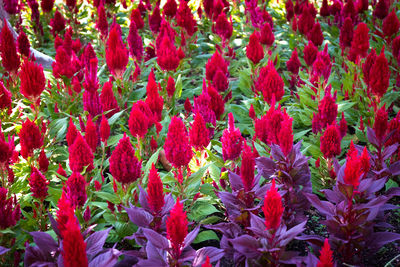 Full frame shot of red flowering plants
