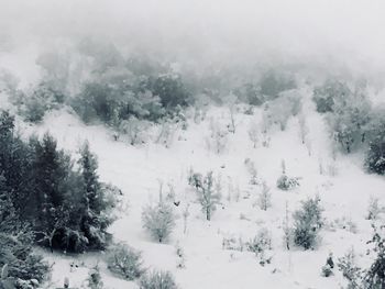 Snow covered trees in forest against sky