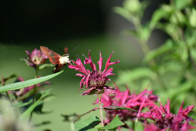 Close-up of bee pollinating on purple flower