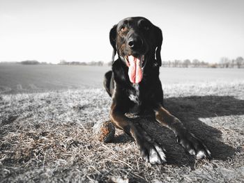 Dog panting while sitting on field against sky