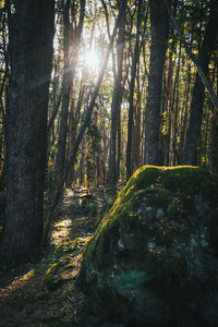 Trees in forest