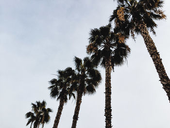 Low angle view of palm trees against clear sky