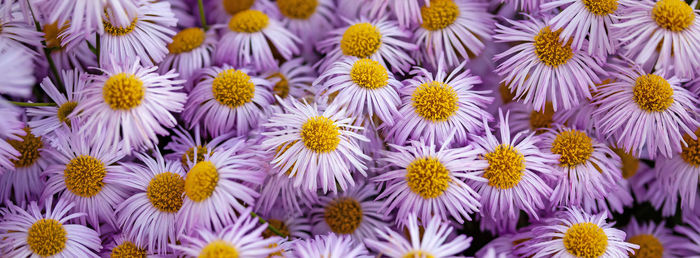Background with pink asters. lilac daisies. aster alpinus, perennial. floral background banner