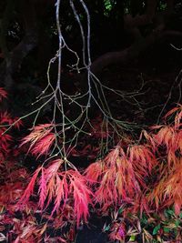 Full frame shot of red branch