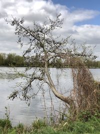 Tree by lake against sky