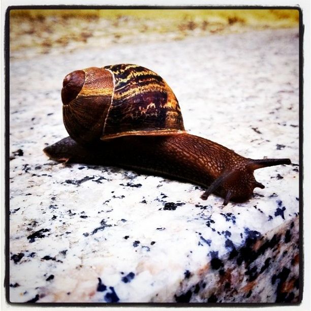 animal themes, one animal, animals in the wild, wildlife, transfer print, auto post production filter, close-up, snail, ground, side view, animal shell, full length, insect, nature, reptile, outdoors, animal antenna, selective focus, zoology, sunlight