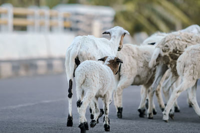 View of sheep