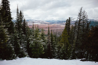 Pine trees on snowcapped mountains against sky