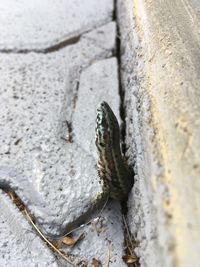 Close-up of lizard