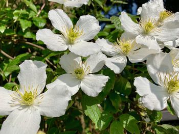 Close-up of white flowering plants