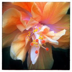 Close-up of flower blooming outdoors