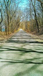 Trees along road