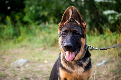 Portrait of a german shepherd puppy. walking in the park on a green background.