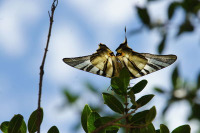 Close-up of butterfly on plant